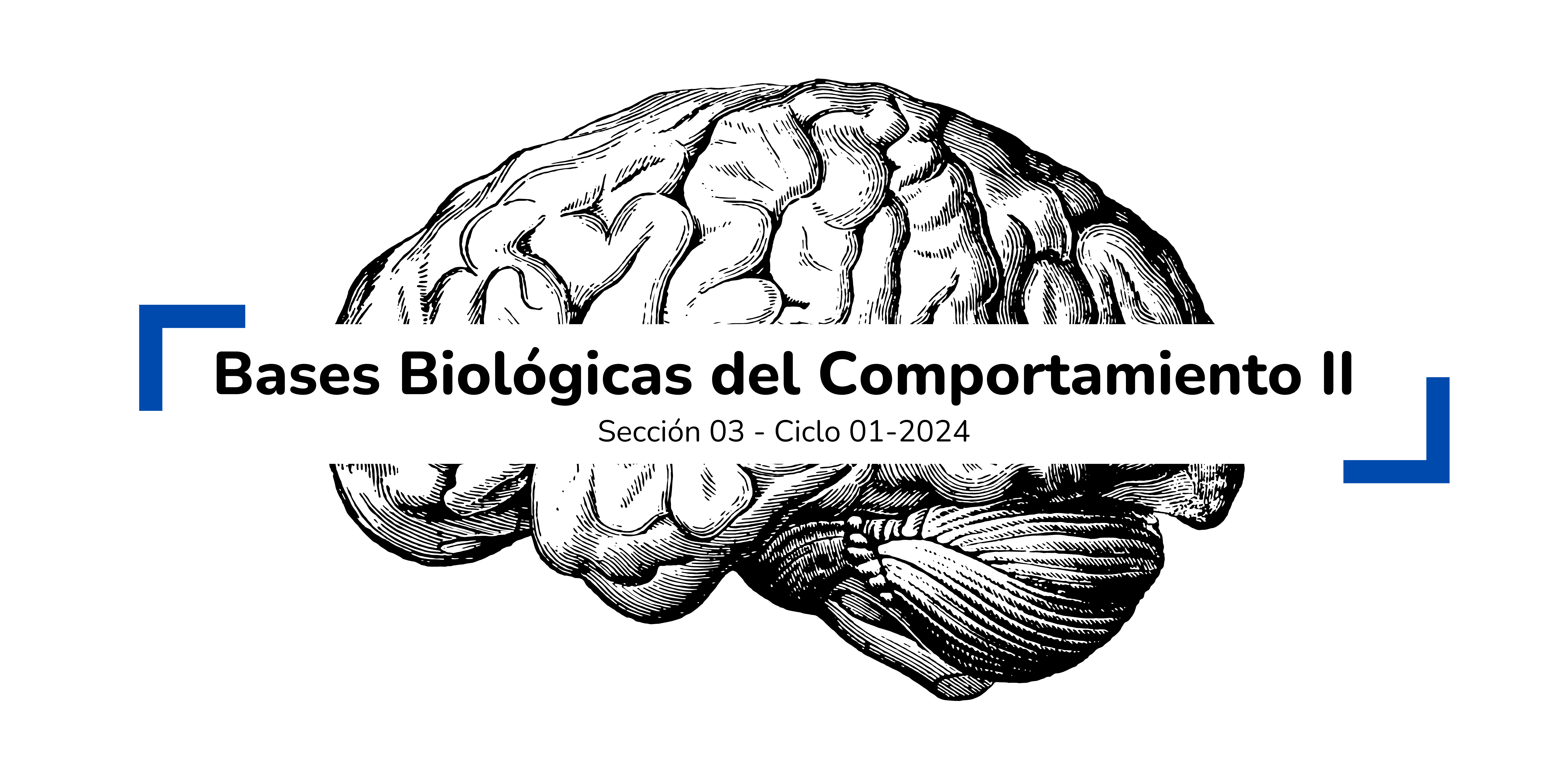 BASES BIOLOGICAS DEL COMPORTAMIENTO II sección 03 ciclo 01/2024