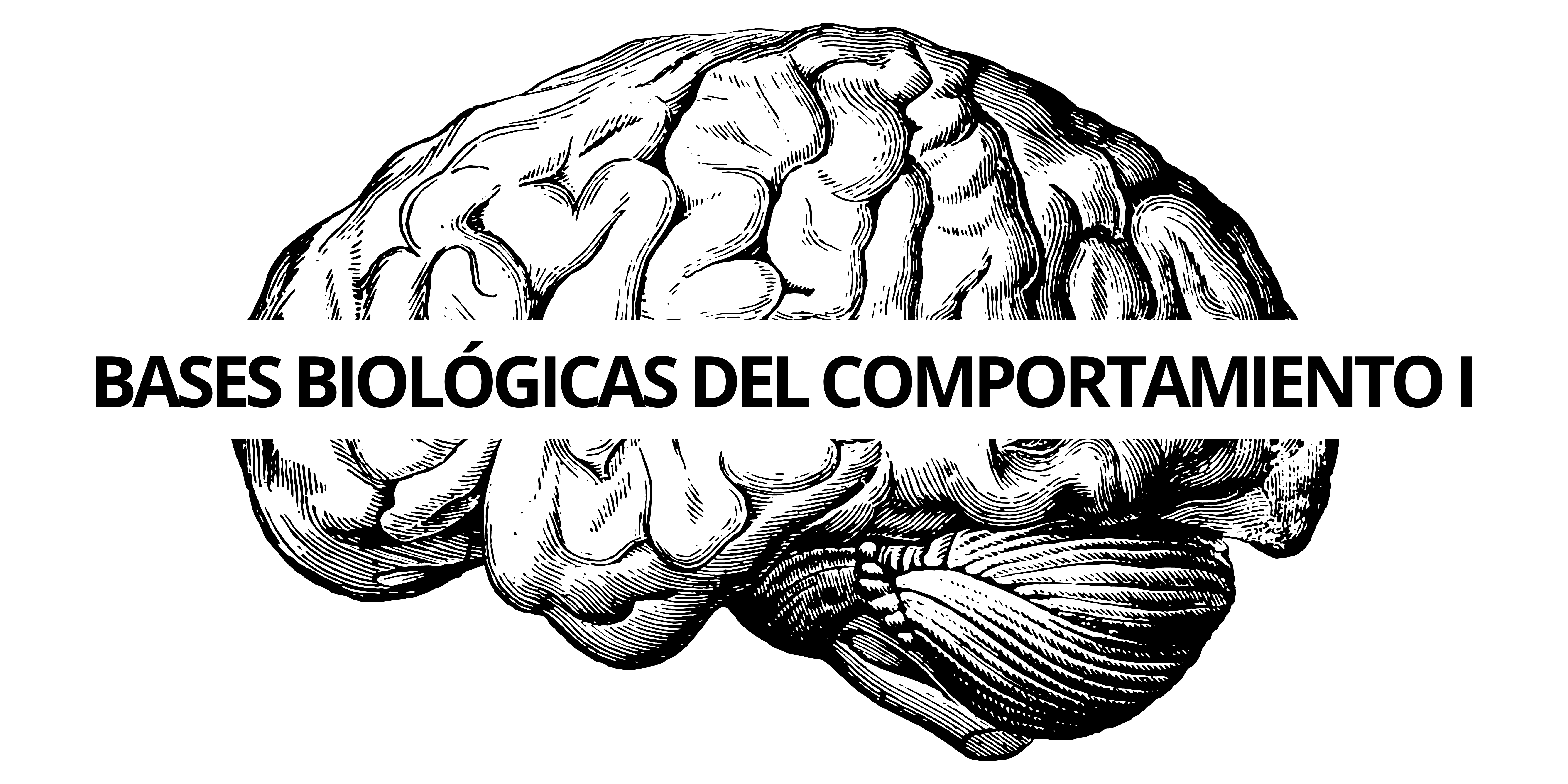 BASES BIOLOGICAS DEL COMPORTAMIENTO I sección 03 ciclo 02/2024