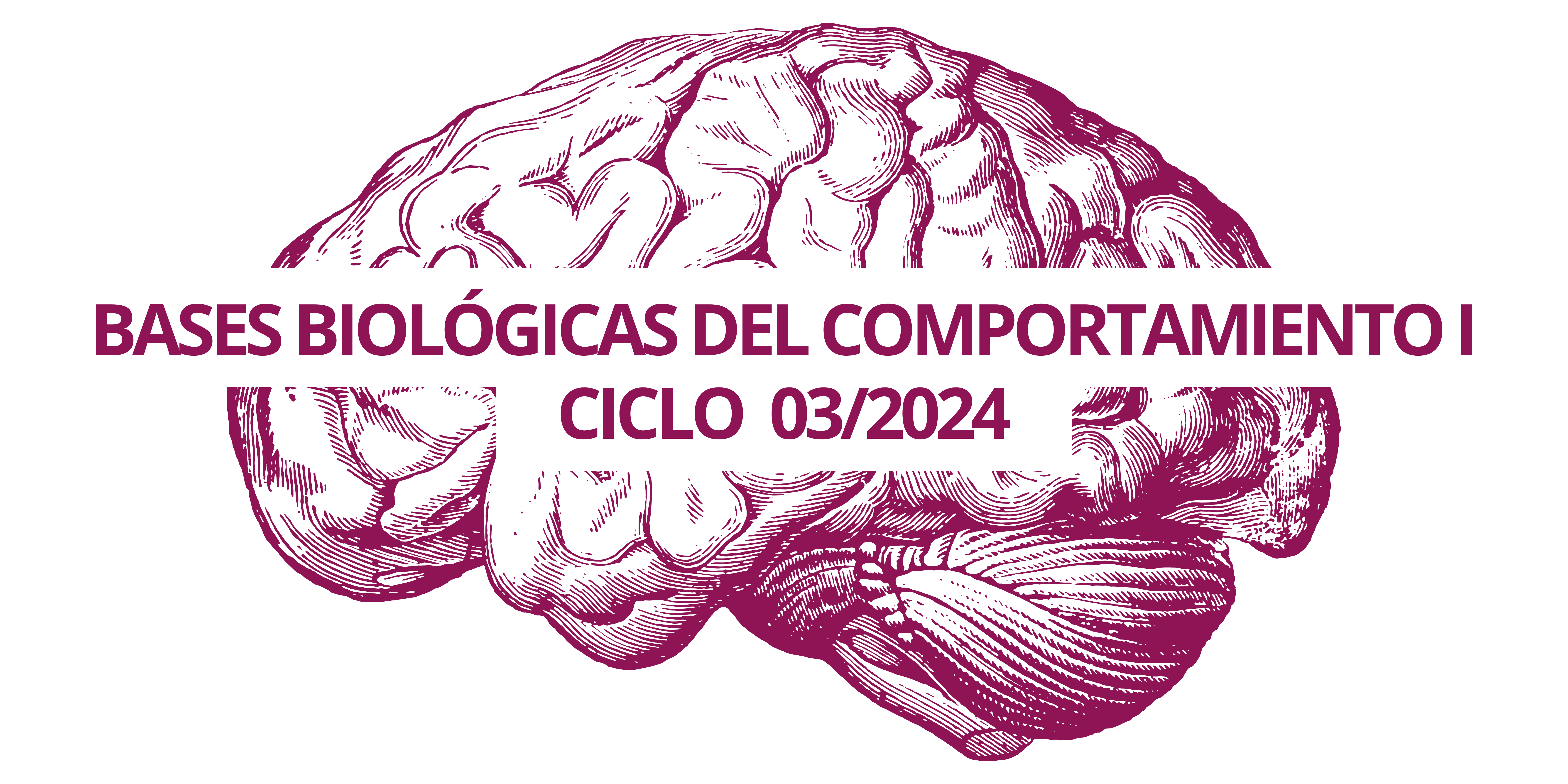 BASES BIOLOGICAS DEL COMPORTAMIENTO I sección 01 ciclo 03/2024